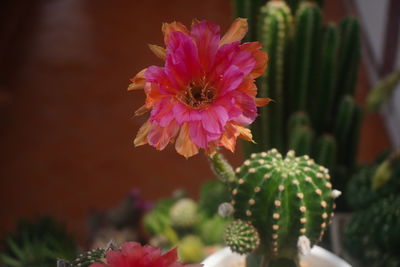 Close-up of pink flower