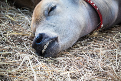 Close-up of animal sleeping