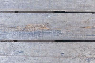 High angle view of insect on wood