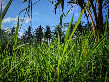 Close-up of bamboo plants on field against sky