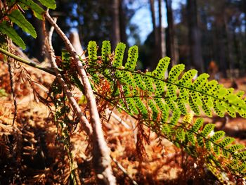 Close-up of fern leaves on tree trunk in forest