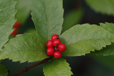 Close-up of red berries growing on plant