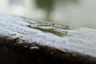 Close up of dry leaves