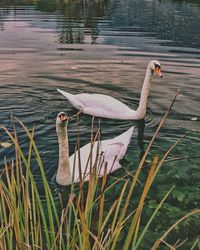 Swan swimming in lake