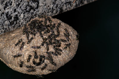 High angle view of bread against black background