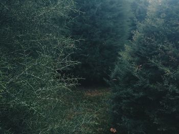 View of trees in water