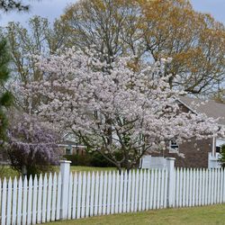 Flowers growing on tree