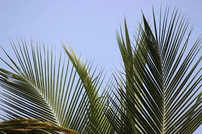 Low angle view of palm tree against clear sky