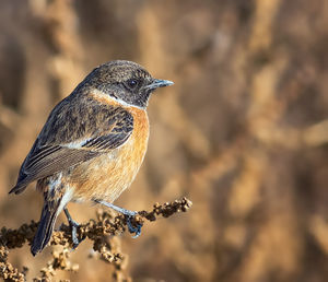 Close-up of bird perching on a plant