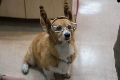 Portrait of dog wearing glasses