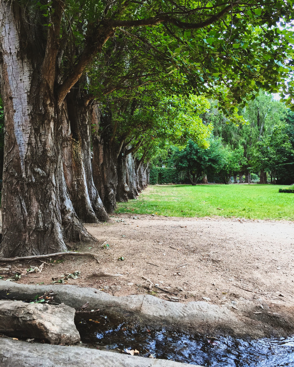 SCENIC VIEW OF TREES IN FOREST