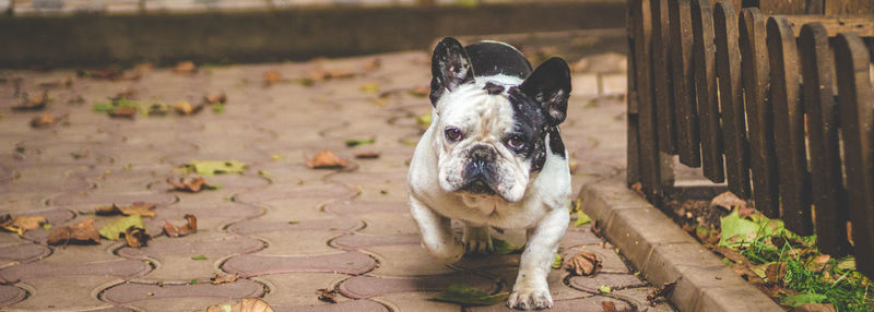 Dog standing on footpath