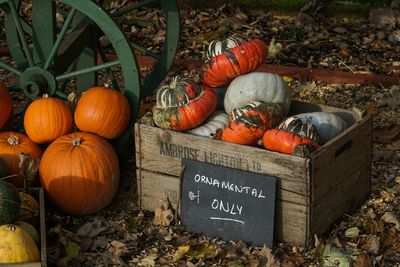 High angle view of pumpkins in container