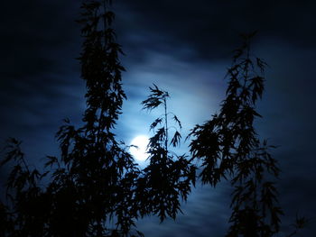 Low angle view of tree branch against sky at sunset