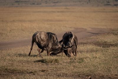 Horses in a field