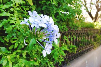 Close-up of purple flowers blooming on plant