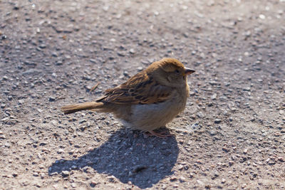 High angle view of bird on land