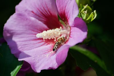 Close-up of bee on pink flower