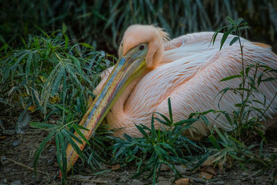 Close-up of pelican on grass