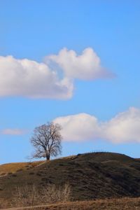 Trees on landscape against cloudy sky