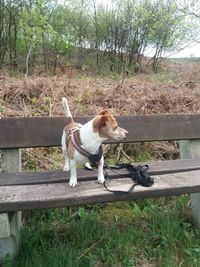 Dog standing on land