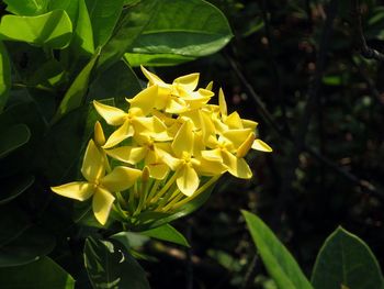 Close-up of yellow flowers blooming outdoors