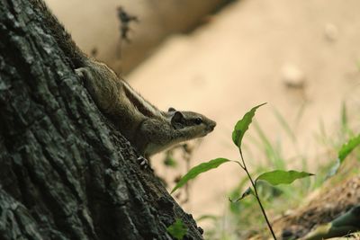 Close-up of squirrel on tree trunk