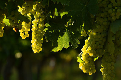 Close-up of grapes growing in vineyard