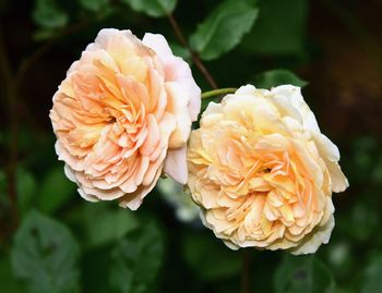 Apricot shrub rose