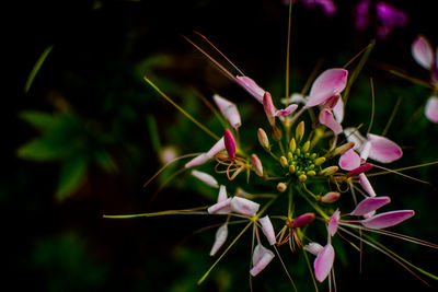 Close-up of pink flowering plant