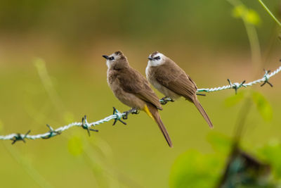 Close-up of birds perching on plant