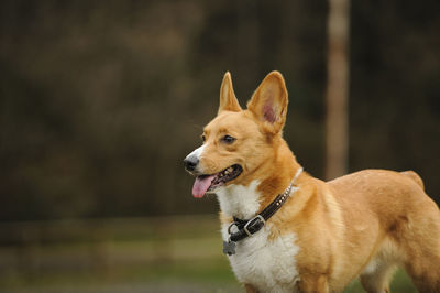 Close-up of dog standing alert