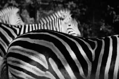 Close-up of zebra