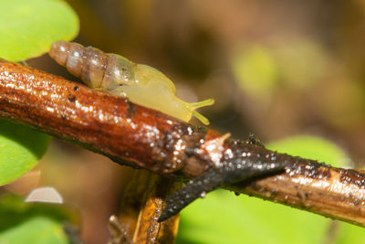 Close-up of insect on leaf