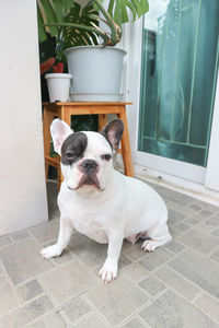 Portrait of dog sitting on tiled floor at home