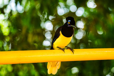 Close-up of bird perching on railing