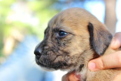 Close-up of cropped hand holding dog