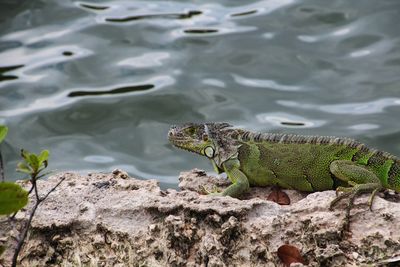 Side view of a reptile on rock