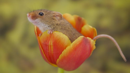 Close-up of orange flower