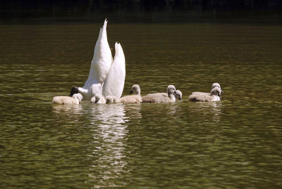 Swans swimming in lake