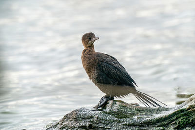 Close-up of bird perching on a rock