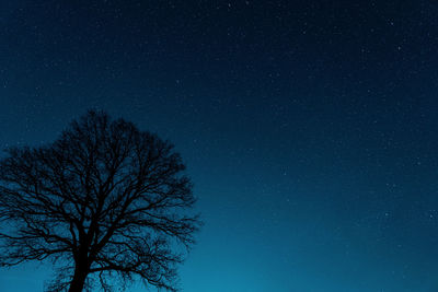 Low angle view of bare tree against clear sky at night