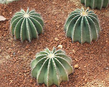 High angle view of succulent plant on field