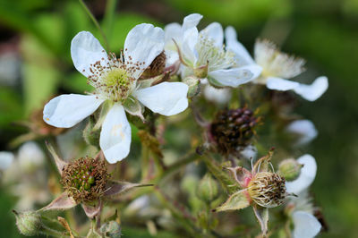 Close-up of white flowering plant