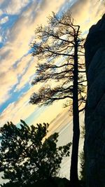 Low angle view of silhouette trees against sky during sunset