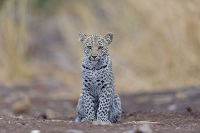 Portrait of cat on land