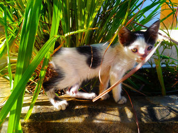 Portrait of a cat on grass