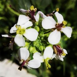 Close-up of white flowers