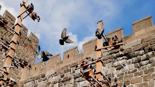 Low angle view of pigeons on wall against building