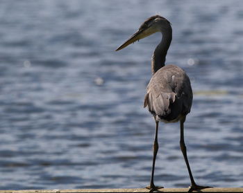 Gray heron standing by lake